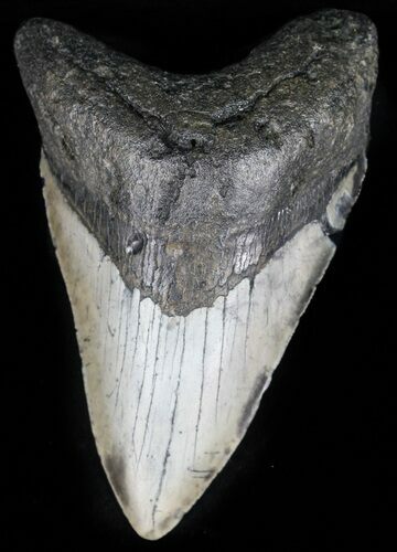 Megalodon Tooth - North Carolina #59041